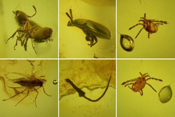 Fossil Ant, Beetle, Fly and Mite in Baltic Amber #163494